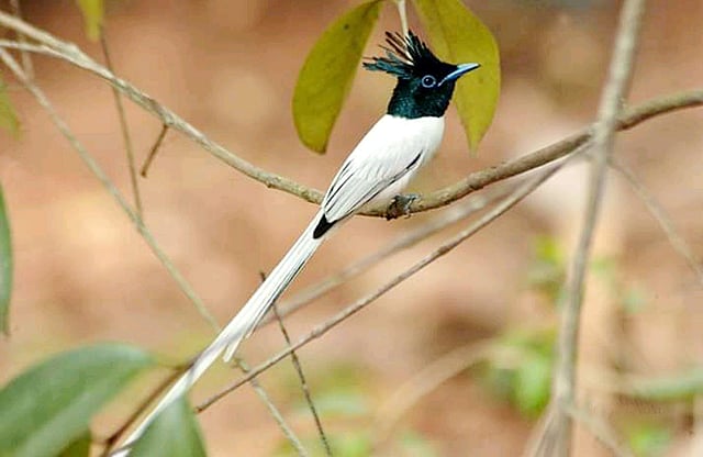 നാകമോഹൻ/ ഫോട്ടോ: സിജി അരുൺ