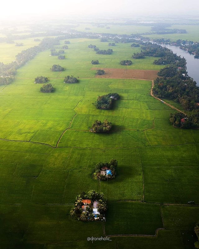 Aerial view of a paddy fields