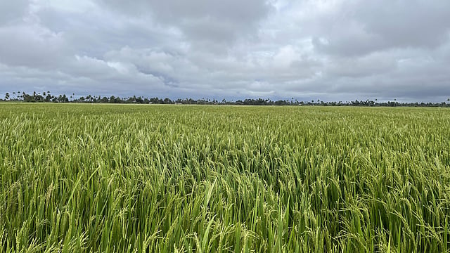 Paddy Field