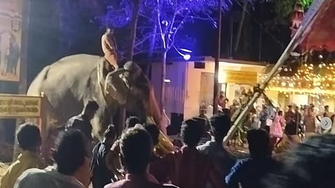 ഉത്സവ പന്തല്‍ കുത്തിമറക്കുന്ന ആന
