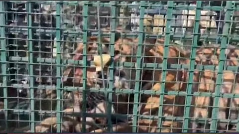 കൂട്ടിലായ കടുവ 