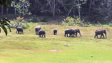 പെരിയാര്‍ കടുവ സങ്കേ
തം 
