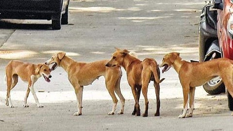 തെരുവ് നായ്ക്കള്‍ 