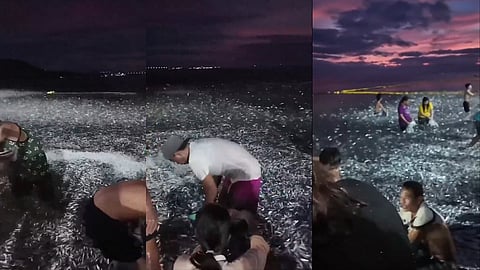 ഫിലിപ്പൈന്‍ തീരത്ത് പ്രത്യക്ഷപ്പെട്ട നീണ്ട ചാകര