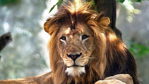 സിംഹത്തിന് സീത, അക്ബര്‍ എന്നിങ്ങനെ പേരിട്ടതിന് എതിരെ കോടതി