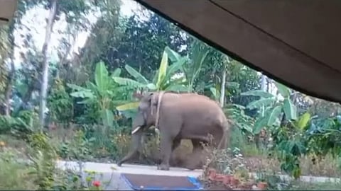 മാനന്തവാടിയിലിറങ്ങിയ ഒറ്റയാൻ