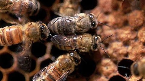 പ്രതീകാത്മക ചിത്രം