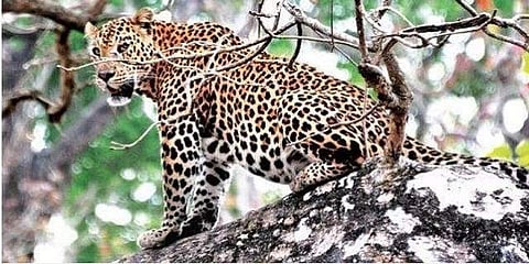 മാനന്തവാടിയിൽ വനപാലകനെ വന്യജീവി ആക്രമിച്ചു