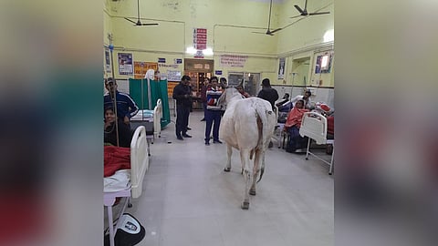 ആശുപത്രി വാർഡിൽ കാള