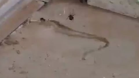 ഒരിഞ്ചില്‍ താഴെ വലുപ്പം; കൊടും വിഷപ്പാമ്പിനെ അകത്താക്കുന്ന റെഡ്ബാക്ക് സ്പൈഡര്‍