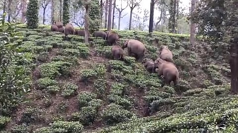 കേരളത്തിന്‍റെ വനപ്രദേശത്തേക്ക് വരുന്ന കാട്ടനക്കൂട്ടം