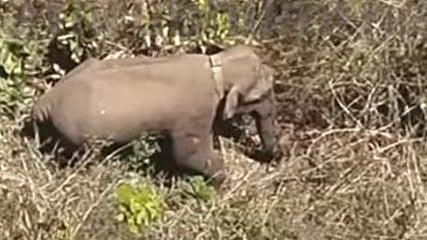 വനം വകുപ്പ് പുറത്തുവിട്ട ആനയുടെ ആകാശദൃശ്യം