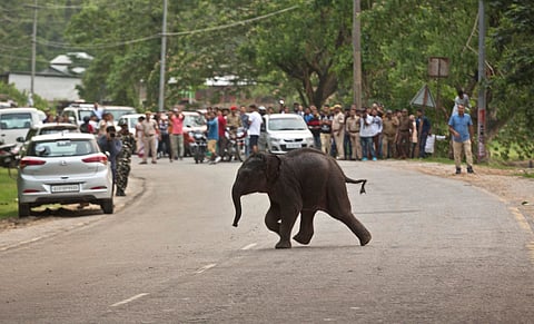 കാടും മനുഷ്യരും: സംഘര്‍ഷങ്ങള്‍ എങ്ങനെ ഇല്ലാതാക്കും? 