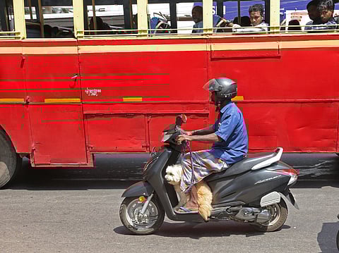 pet dog on bike