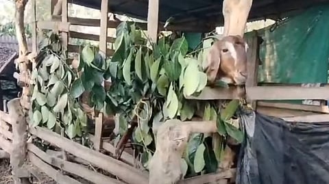 സുനിലിന്റെ വീട്ടിലെ ആടിന്റെ കൂട്