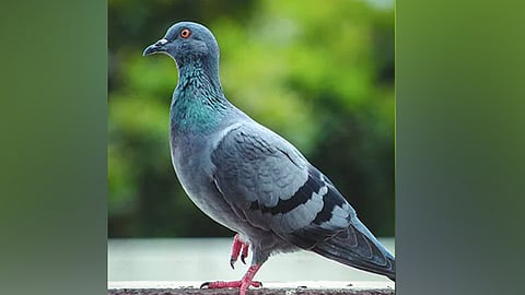 
പ്രതീകാത്മക ചിത്രം
