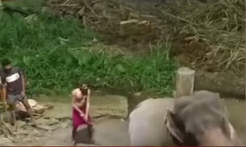 പാപ്പാന്‍ ആനയെ തല്ലുന്നതിന്റെ ദൃശ്യം

