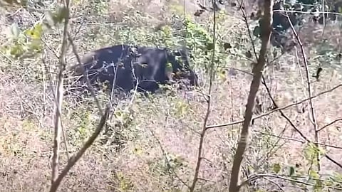 ആന വനത്തിനുള്ളില്‍