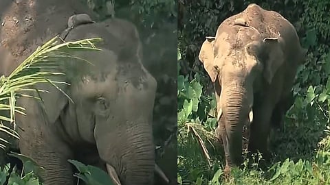 മാനന്തവാടിയിൽ ഭീതിപരത്തിയ കാട്ടാന തണ്ണീർക്കൊമ്പന്‍