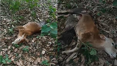 പുലി കൊന്ന് തിന്ന പശുക്കുട്ടി 
