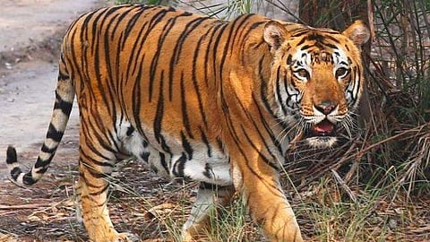 tiger