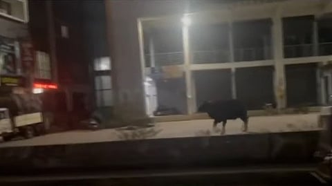 നഗരത്തില്‍ കാട്ടുപോത്ത്