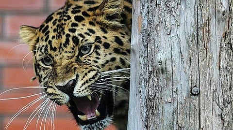 leopard attack in Wayanad