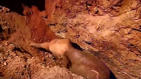 കാട്ടാനക്കുട്ടി കിണറിന് പുറത്തേക്ക് ഇറങ്ങുന്നു