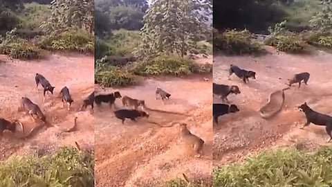 രാജവെമ്പാലയെ ആക്രമിക്കുന്ന നായക്കൂട്ടം