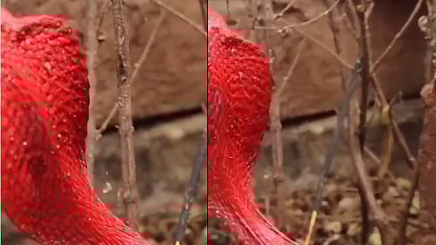 ചുവന്ന നിറത്തിലുള്ള മൂർഖൻ പാമ്പ്