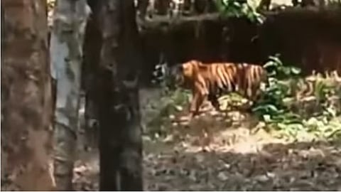 അടയ്ക്കാത്തോട് കടുവ വീട്ടുപറമ്പില്‍