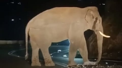 ചക്കക്കൊമ്പന്‍