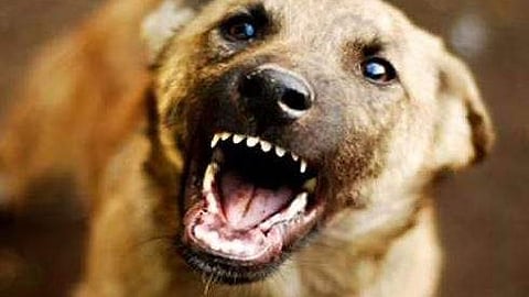 പ്രതീകാത്മക ചിത്രം