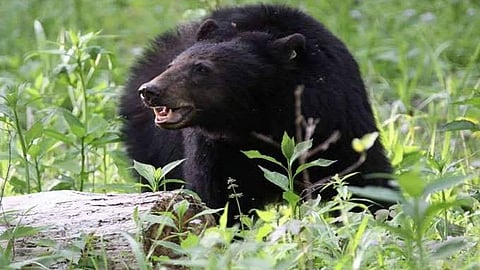 ഫയല്‍ ചിത്രം