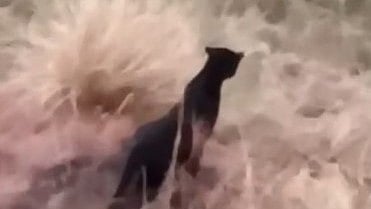 മൂന്നാറില്‍ വിനോദസഞ്ചാരികളുമായി എത്തിയ ടൂറിസ്റ്റ് ഗൈഡാണ് കരിമ്പുലിയെ ആദ്യം കണ്ടത്