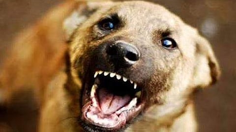 പ്രതീകാത്മക ചിത്രം