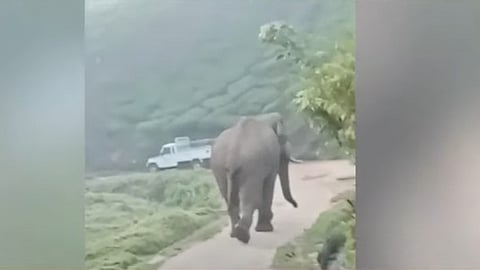 മൂന്നാറിൽ പരിഭ്രാന്തി പടർത്തിയ കട്ടക്കൊമ്പൻ 