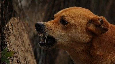 ഇലക്ട്രിക് സ്‌കൂട്ടറില്‍ മദ്യവില്‍പ്പന; എക്‌സൈസിന് മുന്നില്‍ നായയെ അഴിച്ചുവിട്ടു രക്ഷപ്പെട്ട് പ്രതി 