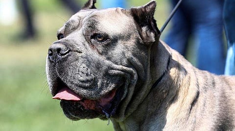 പിറ്റ്ബുൾ 