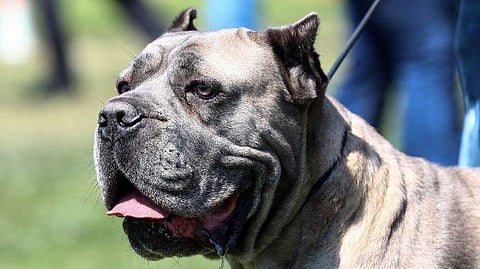 പിറ്റ്ബുൾ, പ്രതീകാത്മക ചിത്രം/ എഎഫ്പി