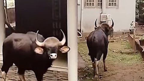 ജനവാസ മേഖലയില്‍ ഇറങ്ങിയ കാട്ടുപോത്ത്