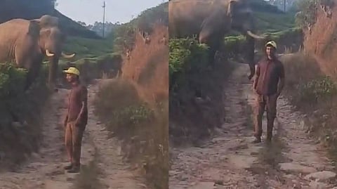 കാട്ടാനയുടെ മുന്നില്‍ അതിസാഹസികമായി സെല്‍ഫി; രണ്ട് യുവാക്കള്‍ക്കെതിരെ കേസ്-വീഡിയോ