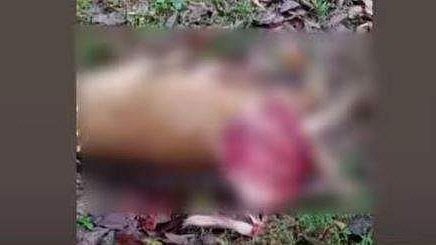 പാലപ്പിള്ളി ജനവാസ മേഖലയില്‍ ഇറങ്ങിയ പുലി പശുവിനെ കൊന്നു