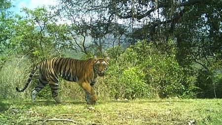 ഇന്നലെ പകൽ മുഴുവൻ പ്രദേശത്തെ റബ്ബർ തോട്ടത്തിലെ ചതുപ്പിൽ കിടന്ന കടുവയെ മയക്കുവെടി വെച്ച് പിടികൂടാൻ ആയിരുന്നു തീരുമാനം