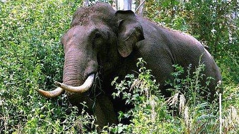 മസിനഗുഡിയില്‍ കാട്ടാനകളുടെ ആക്രമണത്തില്‍ രണ്ടുപേര്‍ കൊല്ലപ്പെട്ടു