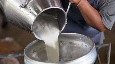  അഞ്ച് പശുക്കളില്‍ നാലെണ്ണമാണ് ചത്തത്