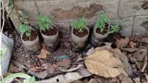 ഫോറസ്റ്റ് ഓഫീസിലെ കഞ്ചാവു ചെടികൾ 