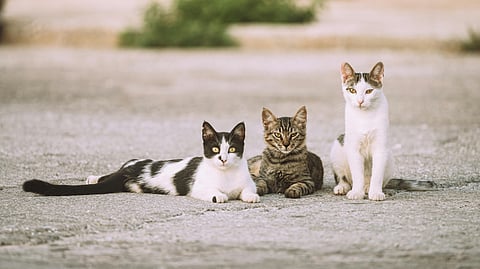 ദമ്പതികള്‍ക്കെതിരെ കഠിന ശിക്ഷ വിധിച്ച് കോടതി