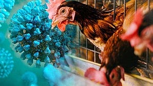 Strict ban on sale of meat, eggs