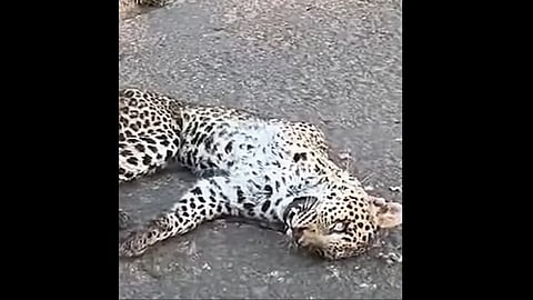 leopard